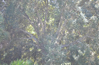 JNM_2220